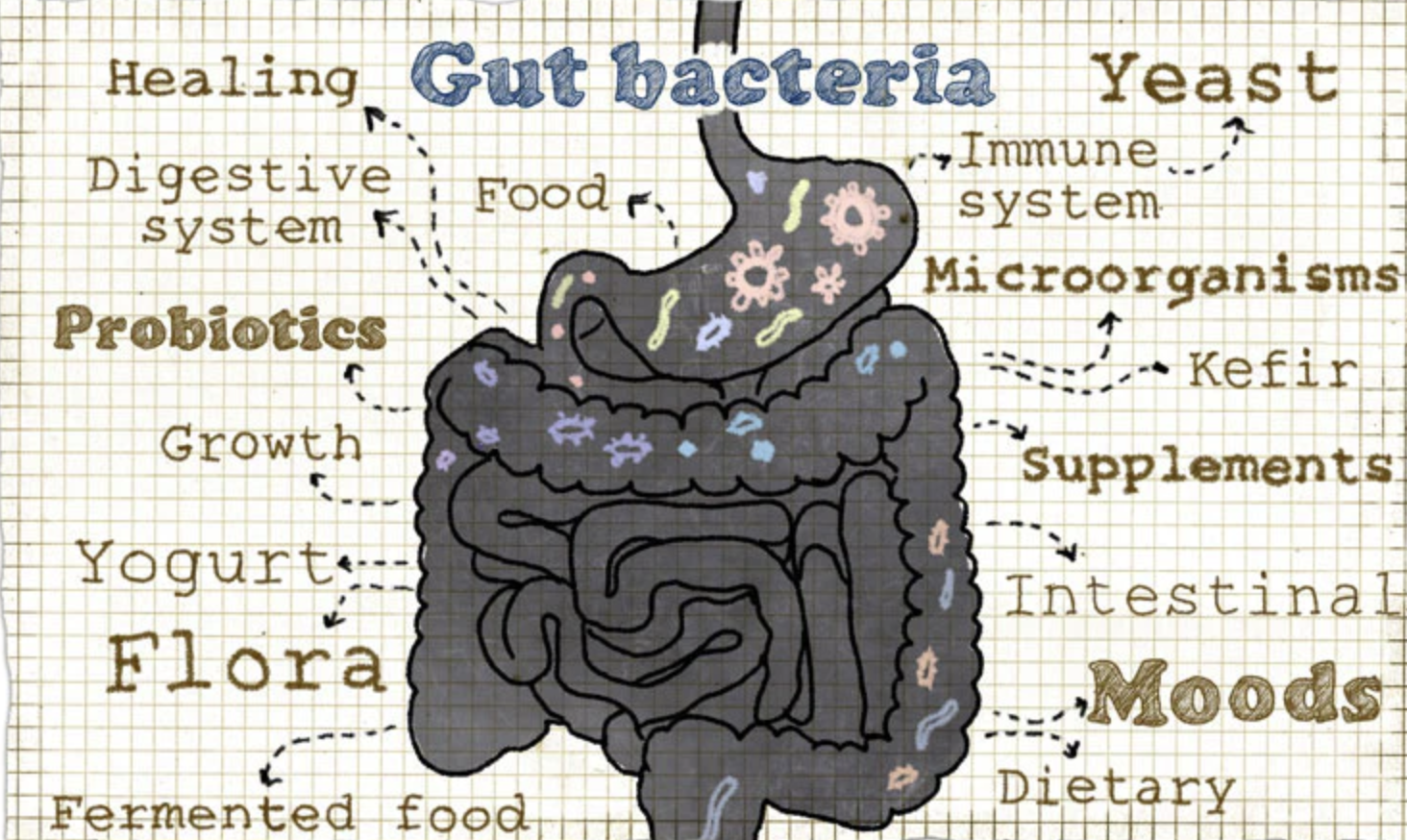 How To Maximize Probiotics In Your Ferment